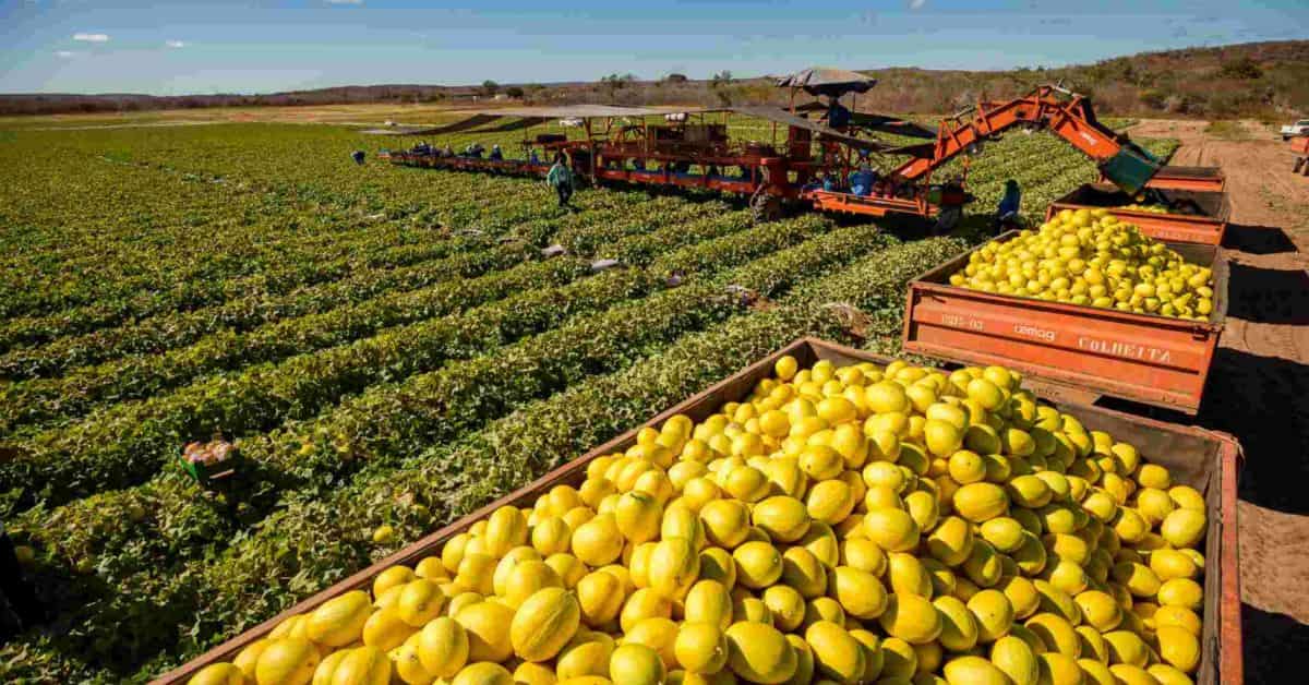 Produção agrícola no Ceará ganha destaque após a agropecuária liderar o crescimento do PIB estadual no primeiro trimestre de 2026.