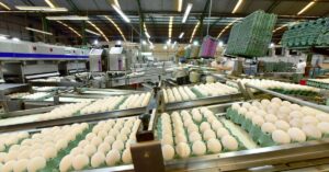 Produção de ovos da Avine chega a 2 milhões por dia com varejo fragmentado
