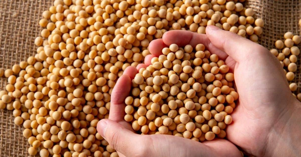 Produção de grãos no Brasil: mãos seguram grãos de soja sobre grande volume da oleaginosa.
