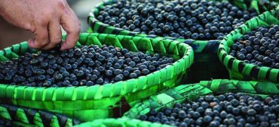 Amapá irá exportar 10 toneladas de açaí em pó para os EUA