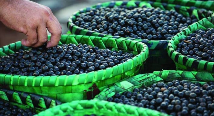 Amapá irá exportar 10 toneladas de açaí em pó para os EUA