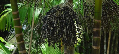 Produção florestal - Açaí