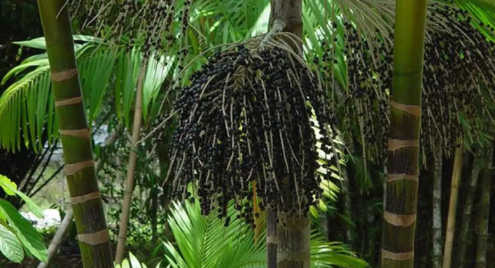 Produção florestal - Açaí