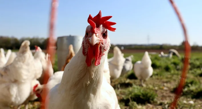 Exportações de carne de frango; Vendas internacionais de frango.