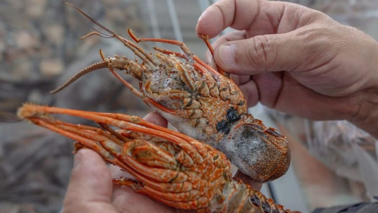 Temporada de pesca de lagostas ganha novas regras