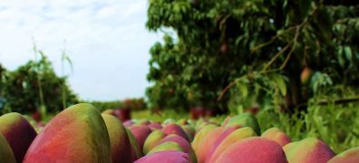 Fruticultura do sertão nordestino redefine padrões de excelência