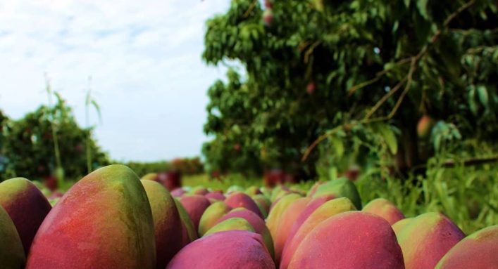 Fruticultura do sertão nordestino redefine padrões de excelência